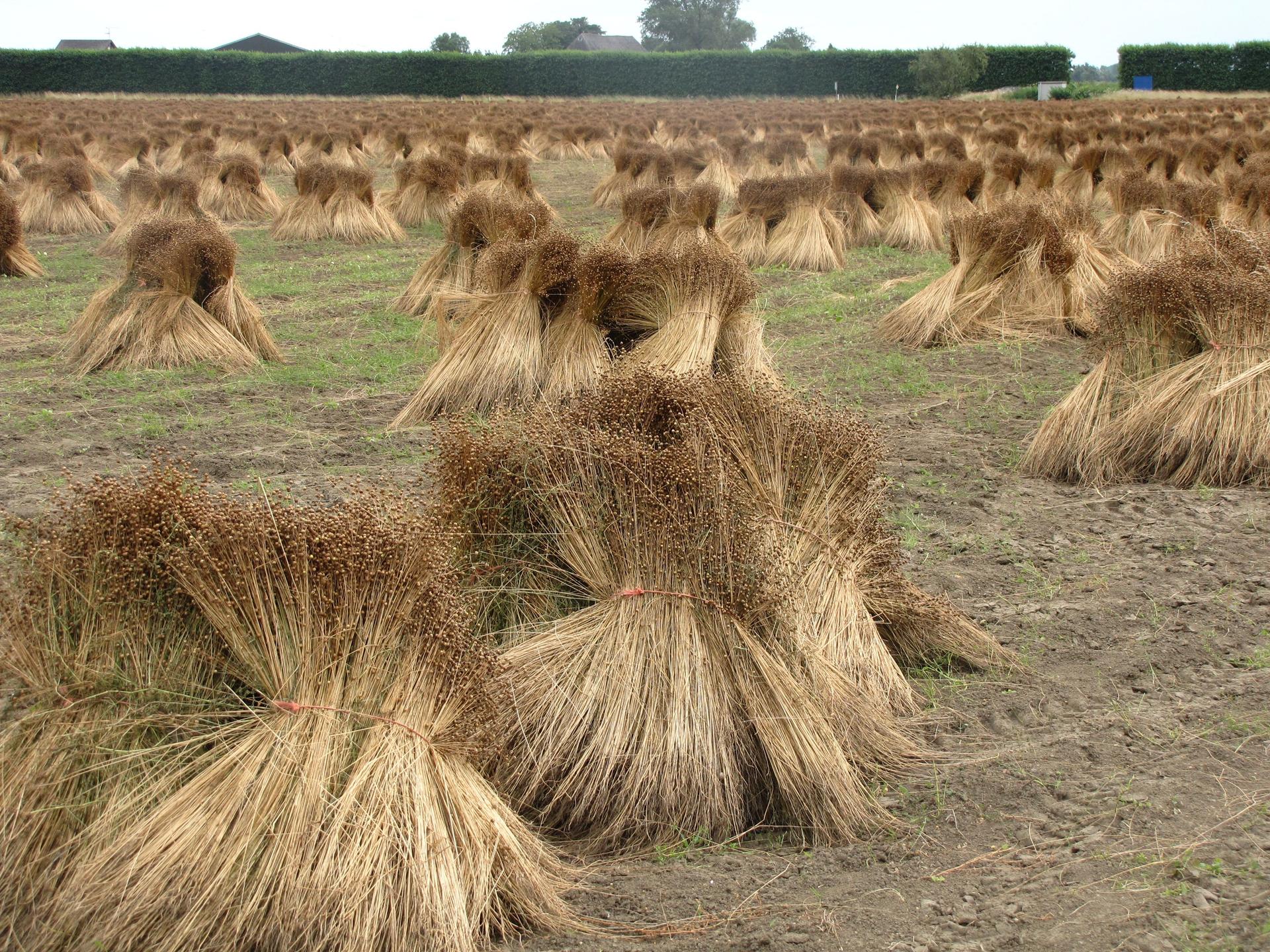 a field with flax that is drying in stacks in summer
